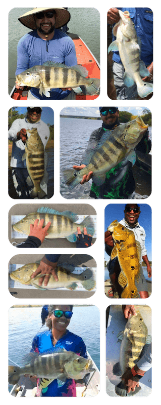 Peixes Menor Mobile Comp