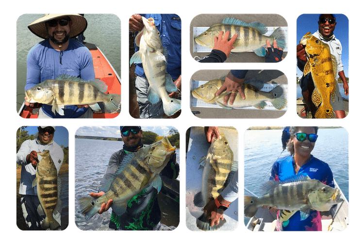 Peixes Menor Comp