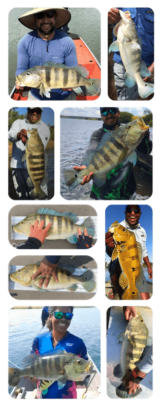 Peixes Menor Mobile Comp